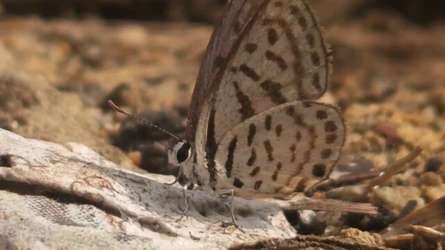 Tiny Grass Blue Butterfly