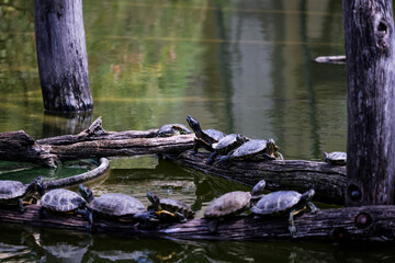 Wildlife photography at Schönbrunn Zoo Vienna with a variety of animals in natural habitats....