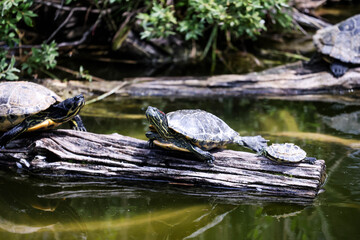 Wildlife photography at Schönbrunn Zoo Vienna with a variety of animals in natural habitats. Tierfotografie im Tiergarten Schönbrunn Wien mit einer Vielzahl von Tieren in naturnahen Lebensräumen.