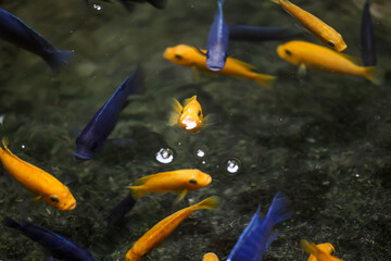 Wildlife photography at Schönbrunn Zoo Vienna with a variety of animals in natural habitats....