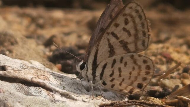 Tiny Grass Blue Butterfly