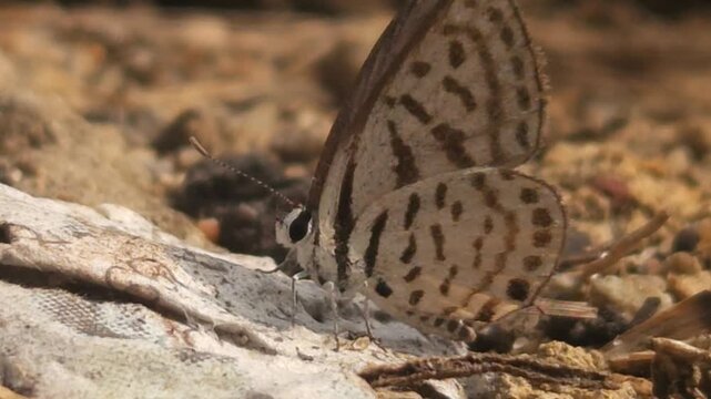 Tiny Grass Blue Butterfly