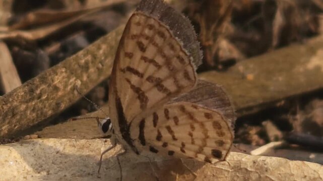 Tiny Grass Blue Butterfly