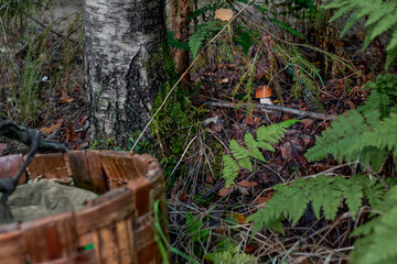 A small mushroom hides under a tree against a wicker basket. Mushroom picking in the forest.