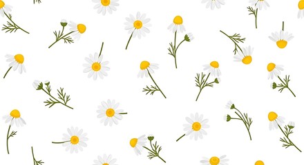 White Daisy Flower Pattern Background.