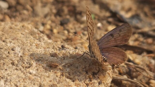 Tiny Grass Blue Butterfly