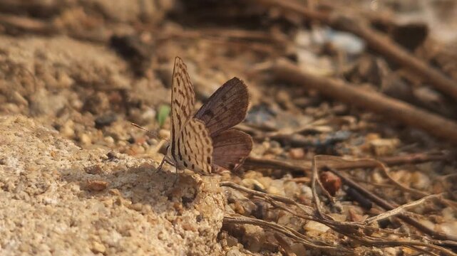 Tiny Grass Blue Butterfly