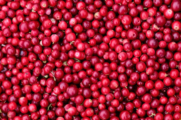 Scattered berries of ripe red lingonberries. Texture of red berries close-up. Background of cherry berries.