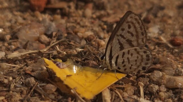 Tiny Grass Blue Butterfly
