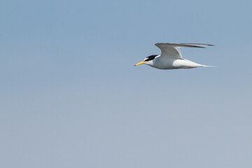 flying little tern