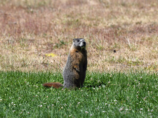 Yellow-bellied Marmot Standing in Grass at Child's Meadow, California