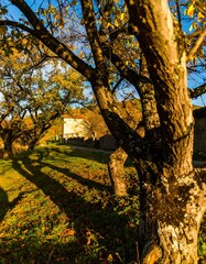 Fototapeta premium Autumnal Orchard Path and Building