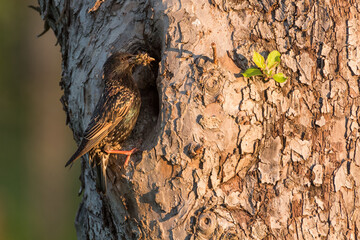 Common starling (Sturnus vulgaris) next to nest hole with chick looking out the nest