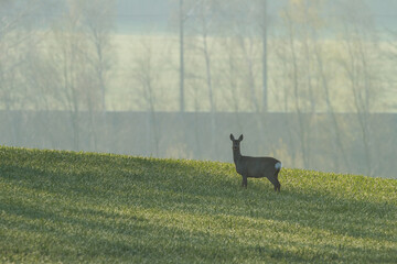 roe deer in on a meadow