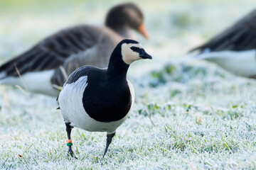 barnacle goose