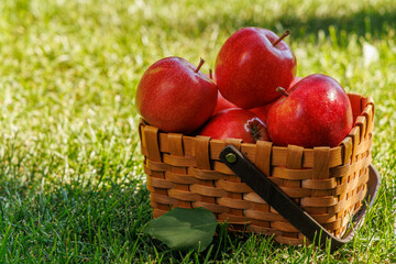 Basket of ripe red apples on a green meadow
