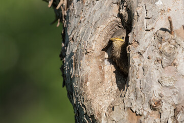 young starling looking out of the nest in an old fruit tree