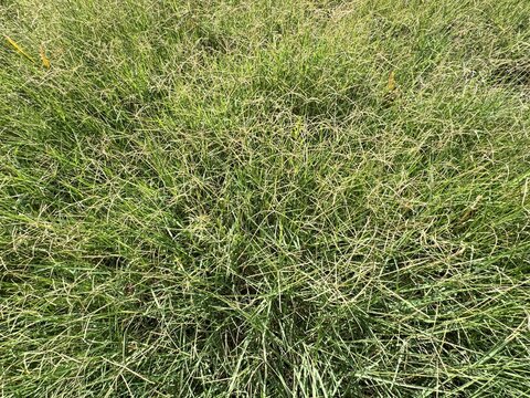 Cynodon dactylon, known as Bermuda grass, with thin green blades and stolons spreading on soil. Common turf and pasture grass species photographed outdoors in natural summer light.