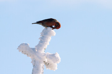 crossbill in the wintertime on a branch