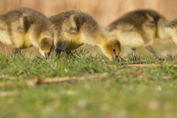 greylag goose goslings in spring