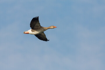 flying greylag goose