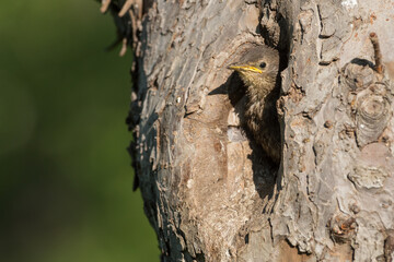 young starling looking out of the nest in an old fruit tree