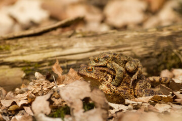common toal