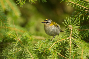 firecrest