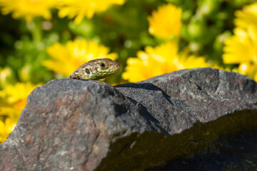 sand lizard (Lacerta agilis)