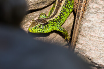 sand lizard (Lacerta agilis)
