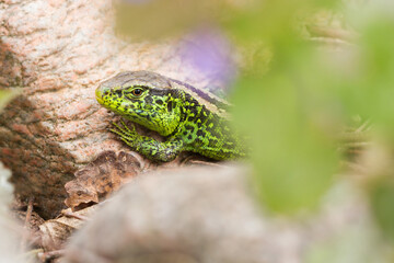 sand lizard (Lacerta agilis)