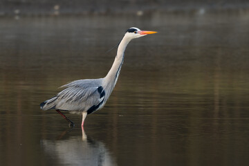grey heron
