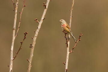 common linnet
