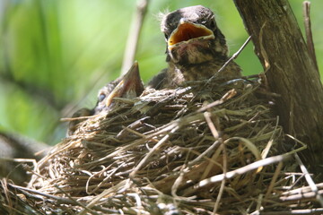 a pair of baby robin nestlings sitting in their nest waiting patienly for their mother to return with food