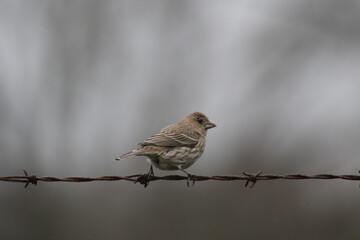 an amazing house finch bird perched on barbed wire