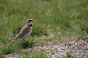 an inquisitive horned lark bird searching for food