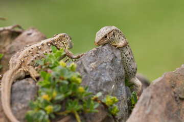sand lizard (Lacerta agilis)