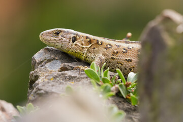 sand lizard (Lacerta agilis)