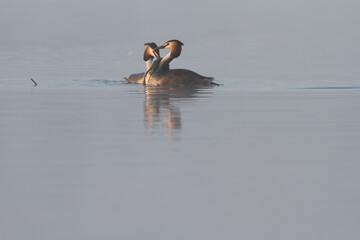 great crested grebe