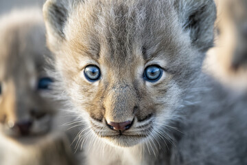 Obraz premium Close-up portrait of a young mountain lion cub with bright blue eyes and soft fur looking directly at the camera in natural outdoor light