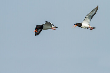 two flying oystercatchers