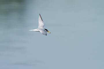 flying little tern with a catched fish