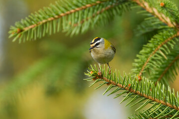firecrest