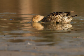 northern pintail