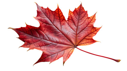 Red maple leaf isolated on transparent background