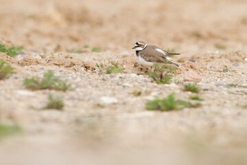 little ringed plover in habitat