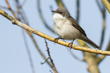 lesser whitethroat on a branch