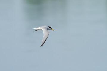 flying little tern with a catched fish