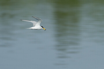 flying little tern with a catched fish