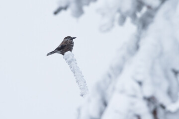 eurasian nutcracker sitting on a snowy branch